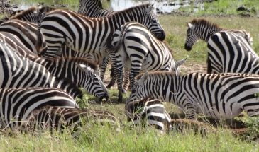 3-Day Uganda Adventure Safari, Queen Elizabeth Park