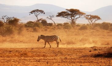 15 Days Best of Kenya Holiday Package